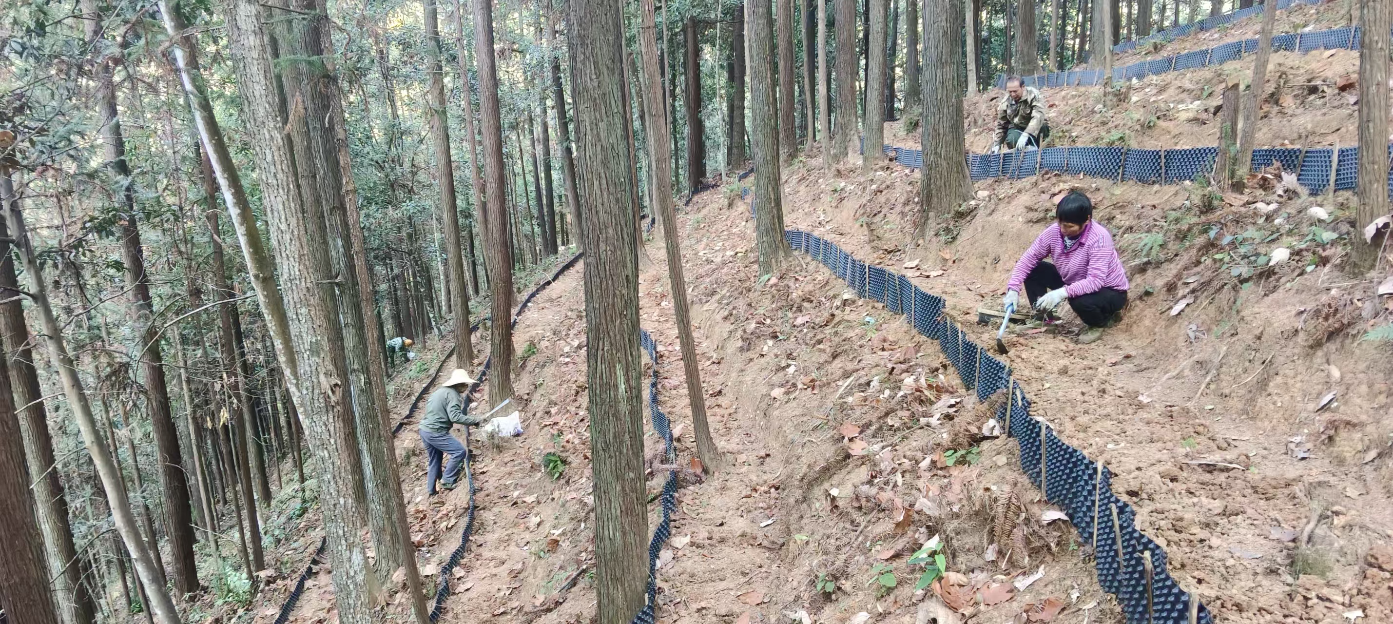 漠源琵琶丘基地黃精試種擴容！金森探索林藥共生新路徑